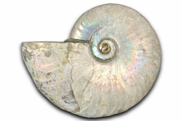 Silver Iridescent Ammonite (Cleoniceras) Fossil - Madagascar #346726